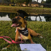 Boxer dog in cap and gown, "2024" bandana, diploma