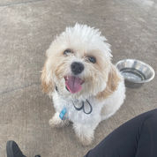 Happy Cavapoo puppy sitting outside