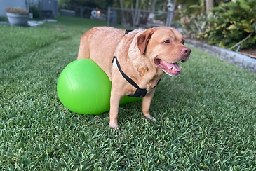 Labrador dog on green ball, dog physical therapy