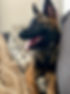Belgian Malinois puppy relaxing on couch