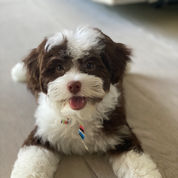 Adorable brown and white puppy lying down