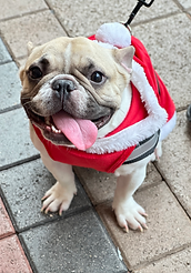 Smiling French bulldog in Santa suit