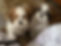 Happy dog owner with trained dog in Boca Raton