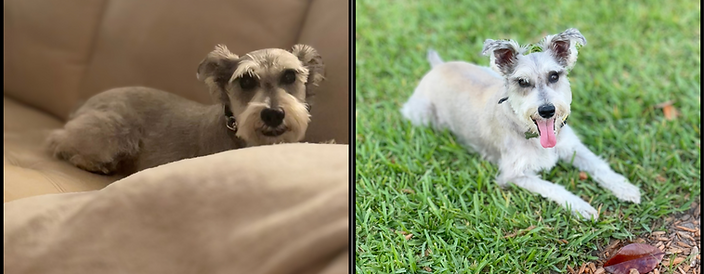 Miniature schnauzer