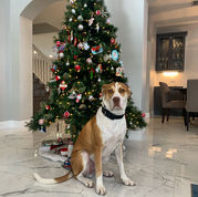 Dog sitting by Christmas tree