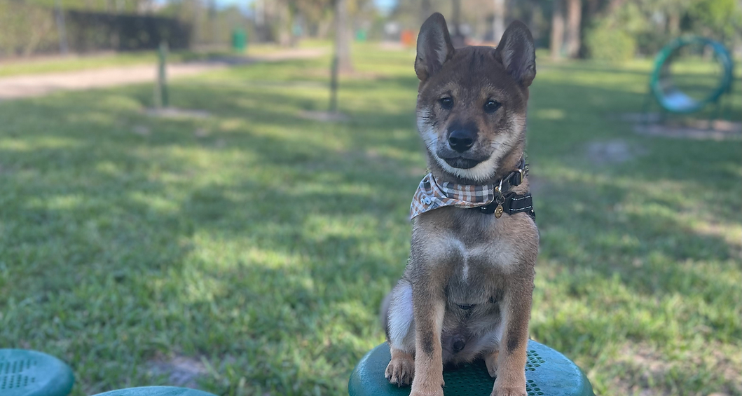 Shiba Inu puppy sitting on mushroom agility equipment at dog park