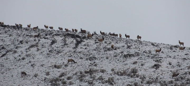 Elk lining the ridge January 2014