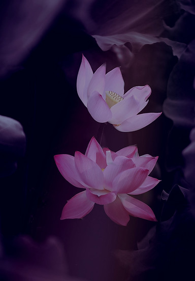lotus-5292554_1920_edited.jpg