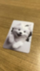 Doguinho parede real