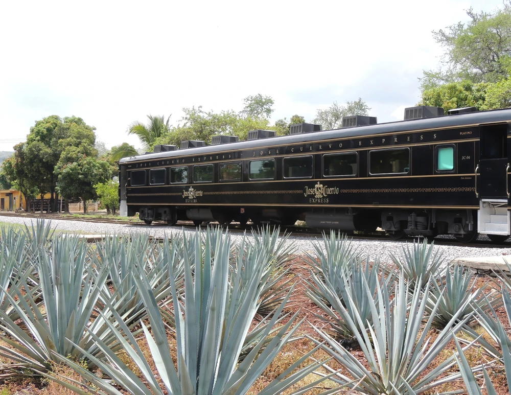 Tren Jose Cuervo Express llegando a Tequila Town, plantaciones de agave al frente.