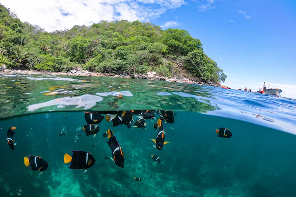 Peces bajo el agua en una sesión de snorkel en Puerto Vallarta.