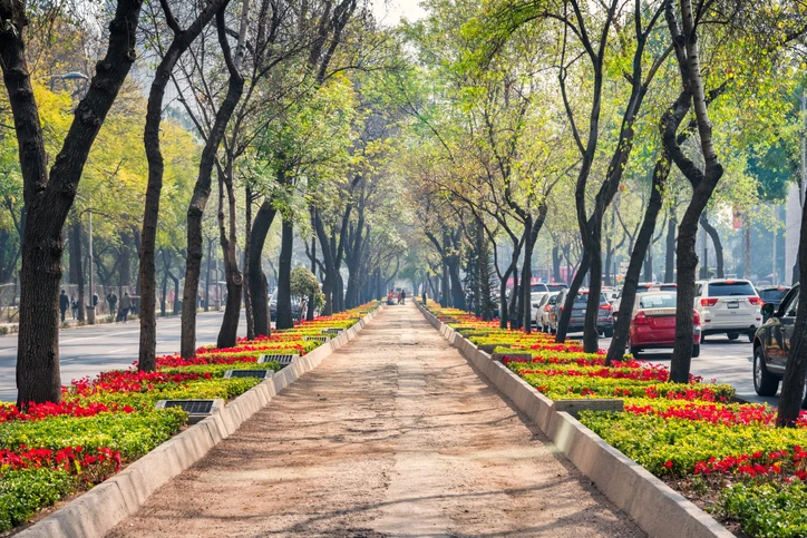 Boulevard at Paseo de la Reforma, with flowers and trees on both sides.