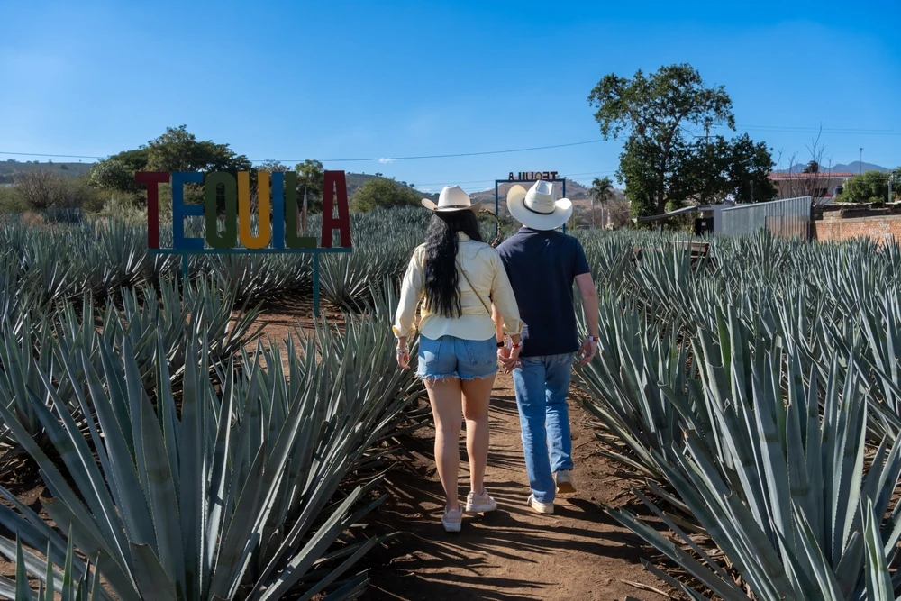 A couple strolling along agave fields at Tequila Town in Guadalajara.