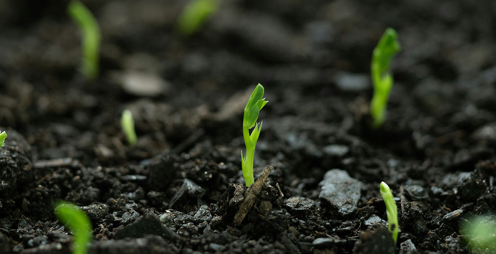 nora-jane-long-ELlinjlfwL8-unsplash (1)_edited.jpg