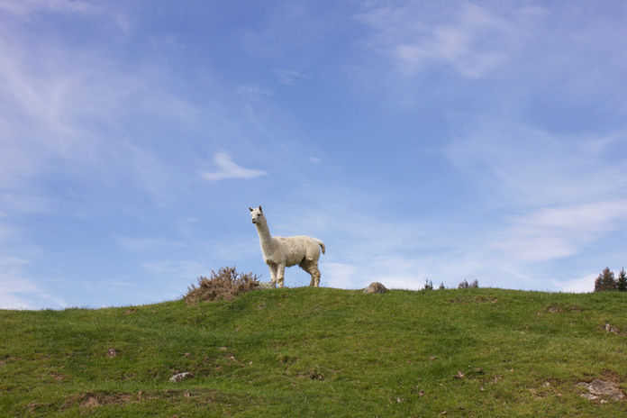 Franza-Guided-Farm-Trekking-Dunedin-Alpa