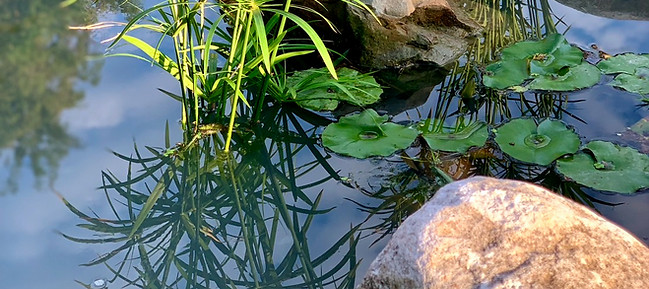 Small ecological pond in the B&B garden