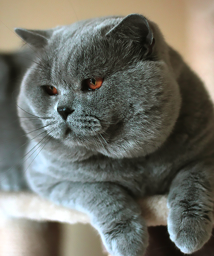 French Bulldog Ireland British Shorthair Blue Ireland