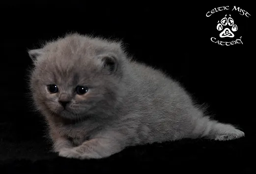 French Bulldog Ireland British Shorthair Blue Ireland