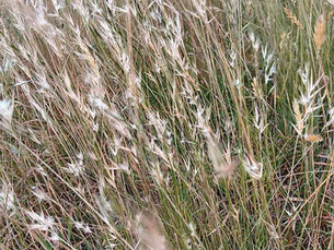 Friends of Trentham Creeks & Reserves