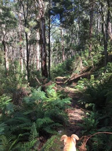 Whiptstick Loop Walk - Blackwood