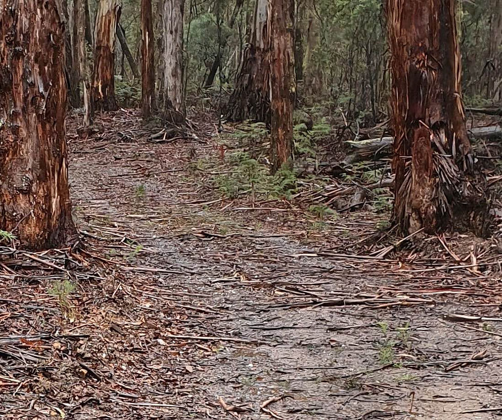 Coliban Digital Services