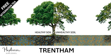 Soil basics for tree health.