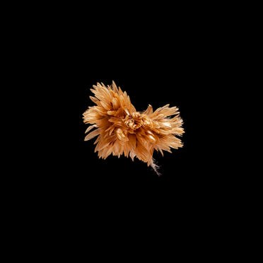 Um projeto de fotografia de belas artes impressa de sementes indígenas brasileiras. Tecnologia ultramacro.