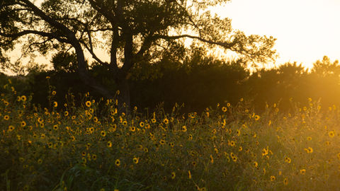 Oakfire Property