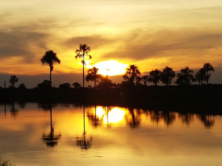 Pantanal: Um Espetáculo Natural de Vida e Beleza