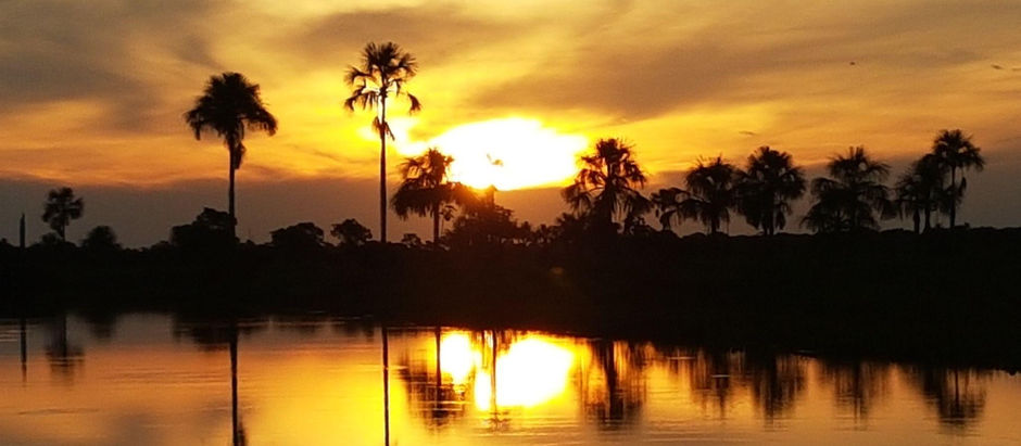 Pantanal: Um Espetáculo Natural de Vida e Beleza
