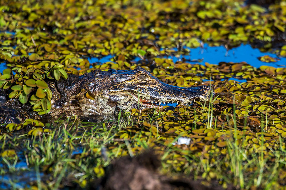 Jacaré-do-Pantanal