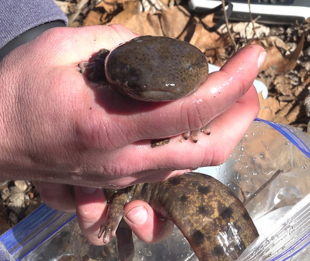 Mudpuppy salamader at Allerton Park in Monticello Illinois