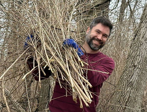 Man clearing invasive honeysuckle