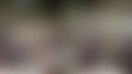 Les expositions félines