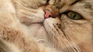 Le maquillage des persans tipped