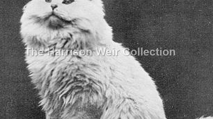 Les persans chinchilla et shaded