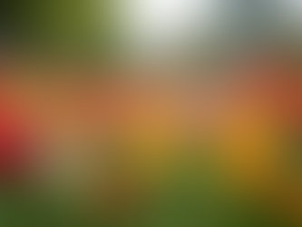 Reflecting on My First Year of Flower Farming: Successes, Challenges, and Exciting Plans Ahead