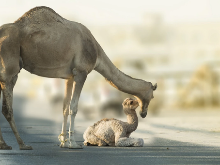 Dağarcık - Mart 2011 (2. Baskı)