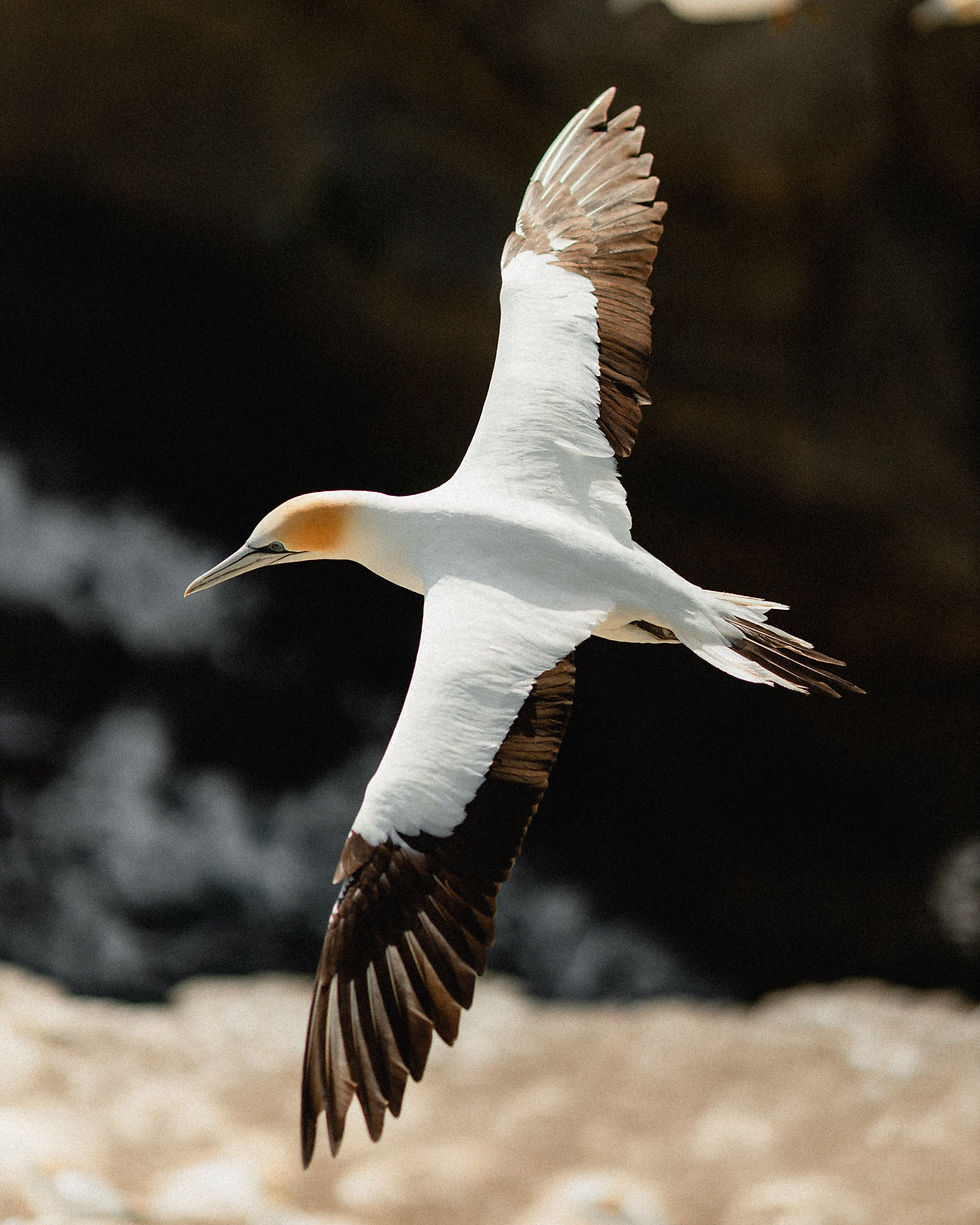 Gannet