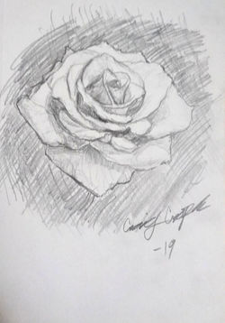 "Rose Pencil Drawing"