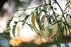 AdobeStock_592239997.jpeg