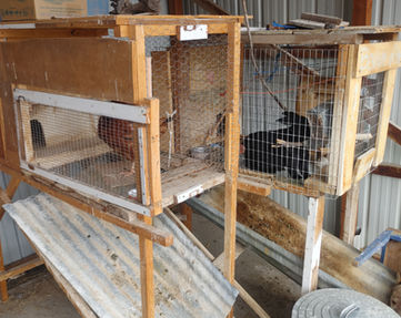bunny hutchs.jpg