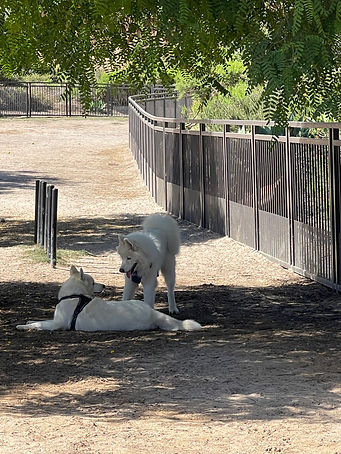 Dogs Playing
