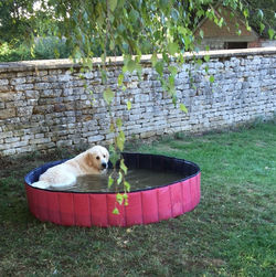 Cooling off after a lovely summer dog wa