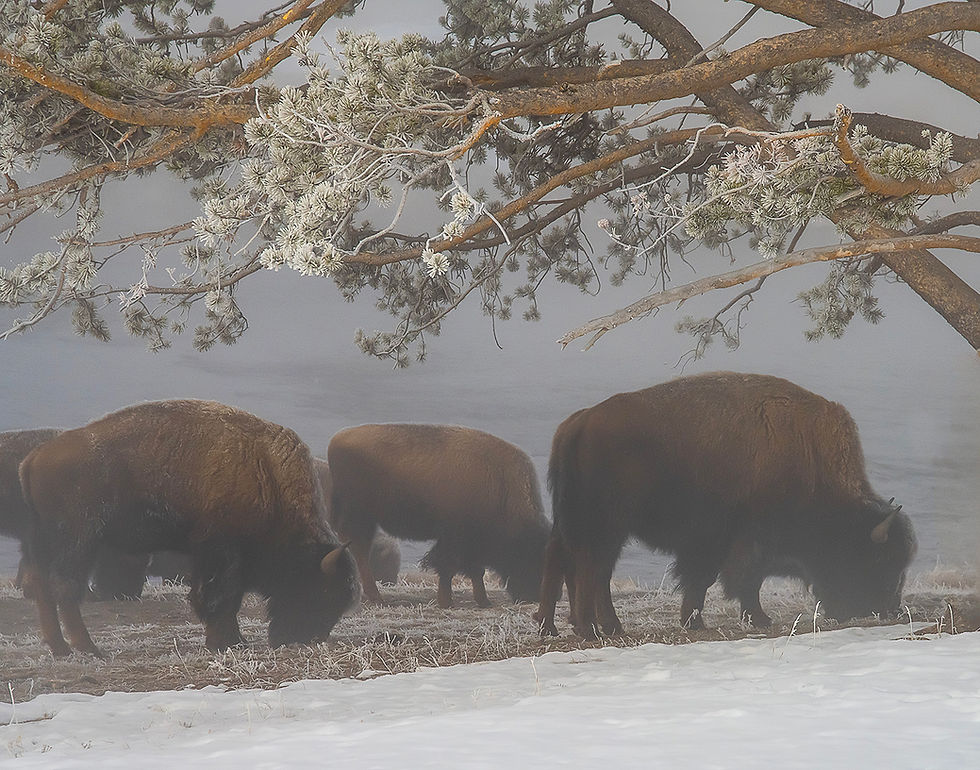 Bison in the Mist