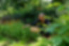 Kruidenfoto.jpg