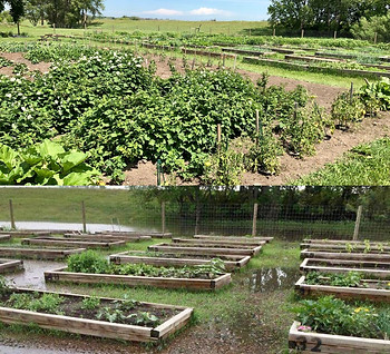 garden.jpg