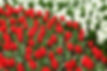 red-tulips-and-white.jpg