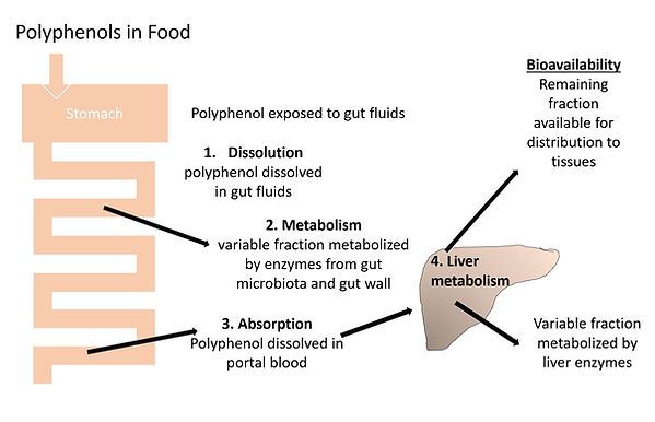 Polyphenols-in-Food.png