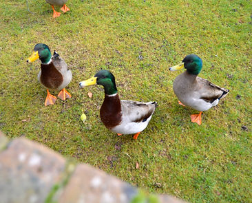 Ducks a Glencoe Farm B&B Guest House